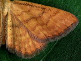 Attēlu rezultāti vaicājumam “Idaea serpentata”