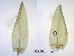 Attēlu rezultāti vaicājumam “Calliergon giganteum”