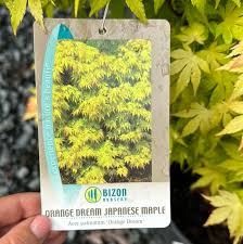 Image result for Acer palmatum `Orange Dream`