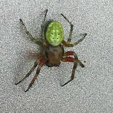 Attēlu rezultāti vaicājumam “Araniella male”