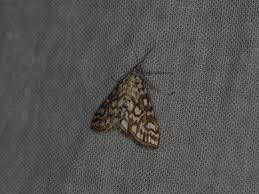 Attēlu rezultāti vaicājumam “Elophila nymphaeata”