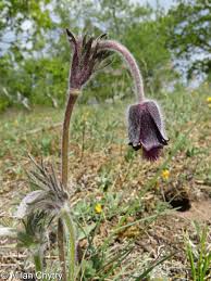 Attēlu rezultāti vaicājumam “Pulsatilla pratensis flower”