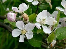 Attēlu rezultāti vaicājumam “Malus sylvestris”