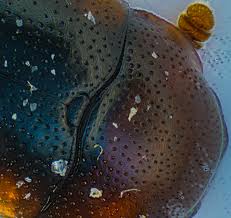 Attēlu rezultāti vaicājumam “Dacne bipustulata”