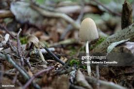 Attēlu rezultāti vaicājumam “Coprinus micaceus”
