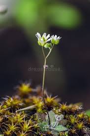 Attēlu rezultāti vaicājumam “Erophila verna flower”