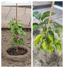 Attēlu rezultāti vaicājumam “Syringa vulgaris fruit”