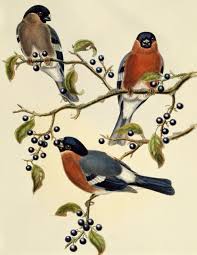 Attēlu rezultāti vaicājumam “Pyrrhula pyrrhula”