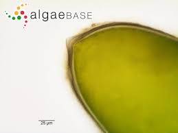 Attēlu rezultāti vaicājumam “Nitella flexilis”