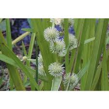 Attēlu rezultāti vaicājumam “Sparganium erectum aggr.”