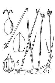 Attēlu rezultāti vaicājumam “Carex chordorrhiza”