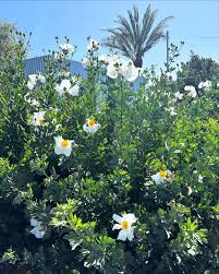 Image result for Romneya coulteri