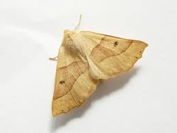 Attēlu rezultāti vaicājumam “Crocallis elinguaria imago”