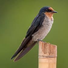 Attēlu rezultāti vaicājumam “Hirundinidae”