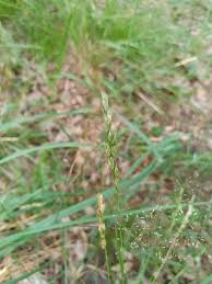 Attēlu rezultāti vaicājumam “Danthonia decumbens bud”