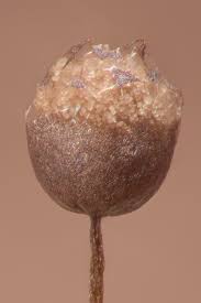 Attēlu rezultāti vaicājumam “Cribraria piriformis macro”