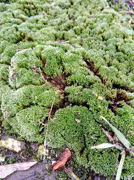 Attēlu rezultāti vaicājumam “Bryum argenteum”