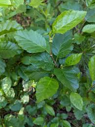 Attēlu rezultāti vaicājumam “Alnus”