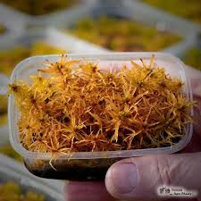 Attēlu rezultāti vaicājumam “Sphagnum teres”