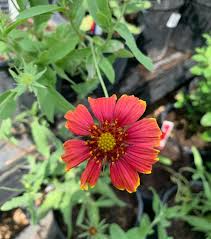 Image result for Gaillardia amblyodon