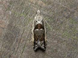 Attēlu rezultāti vaicājumam “Epinotia ramella”