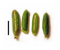 Attēlu rezultāti vaicājumam “Empetrum nigrum leaf”