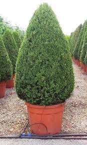 Attēlu rezultāti vaicājumam “Buxus sempervirens”