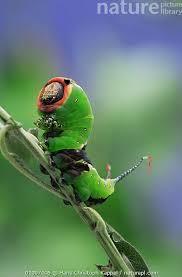 Attēlu rezultāti vaicājumam “Cerura vinula larva”