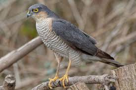 Attēlu rezultāti vaicājumam “Accipiter nisus male”