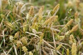 Attēlu rezultāti vaicājumam “Carex caryophyllea”