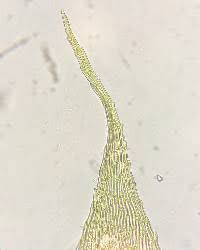 Attēlu rezultāti vaicājumam “Sciuro-hypnum reflexum”