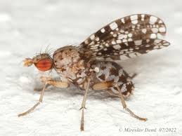 Attēlu rezultāti vaicājumam “Trypetoptera punctulata”