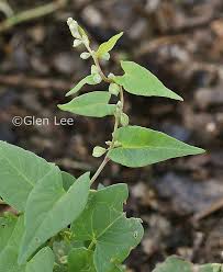 Attēlu rezultāti vaicājumam “Fallopia convolvulus”