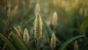 Attēlu rezultāti vaicājumam “Acoraceae”