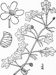 Attēlu rezultāti vaicājumam “Batrachium circinatum”