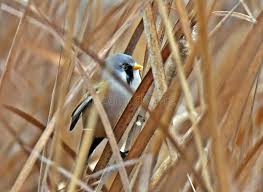Attēlu rezultāti vaicājumam “Panurus biarmicus male”