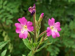Attēlu rezultāti vaicājumam “Epilobium hirsutum”