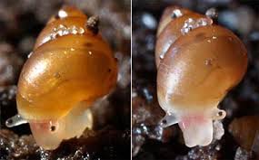 Attēlu rezultāti vaicājumam “Succinea”