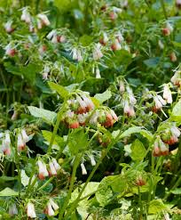 Attēlu rezultāti vaicājumam “Symphytum grandiflorum”