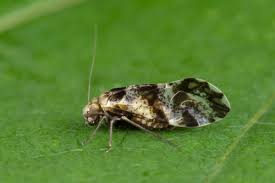 Attēlu rezultāti vaicājumam “Psococerastis gibbosa”