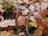 Attēlu rezultāti vaicājumam “Cantharellula umbonata”