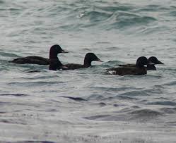 Attēlu rezultāti vaicājumam “Melanitta fusca male”