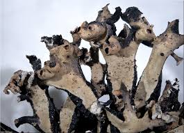 Attēlu rezultāti vaicājumam “Hypogymnia vittata”