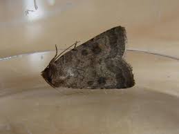 Attēlu rezultāti vaicājumam “Caradrina morpheus”