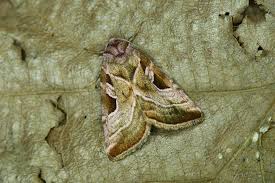 Attēlu rezultāti vaicājumam “Eucarta virgo”