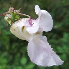 Image result for Impatiens glandulifera
