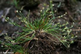 Attēlu rezultāti vaicājumam “Juncus bulbosus fruit”