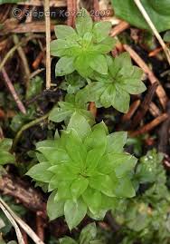 Attēlu rezultāti vaicājumam “Rhodobryum roseum”