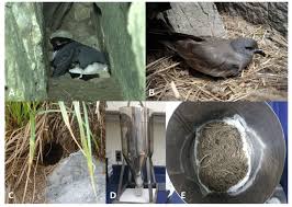 Image result for Synthliboramphus antiquus