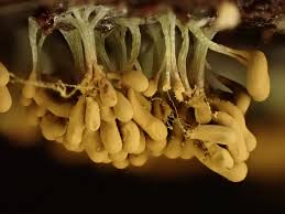 Attēlu rezultāti vaicājumam “Symphytocarpus trechisporus macro”